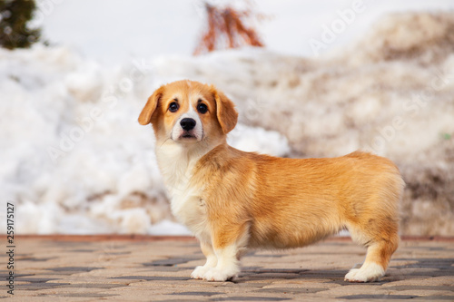 Cute red welsh corgi pembroke puppy walk outdoor  run  having fun in white snow park  winter forest. Concept purebred dog  champions for sale  lost cur  castration  sterilization