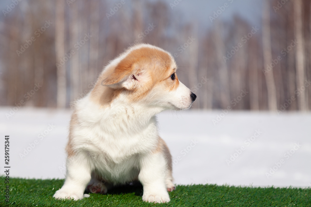 Cute red welsh corgi pembroke puppy on the grass, walk outdoor, having fun in white snow park, winter forest, run through the snow. Concept purebred dog, champions, exhibitors, puppies for sale