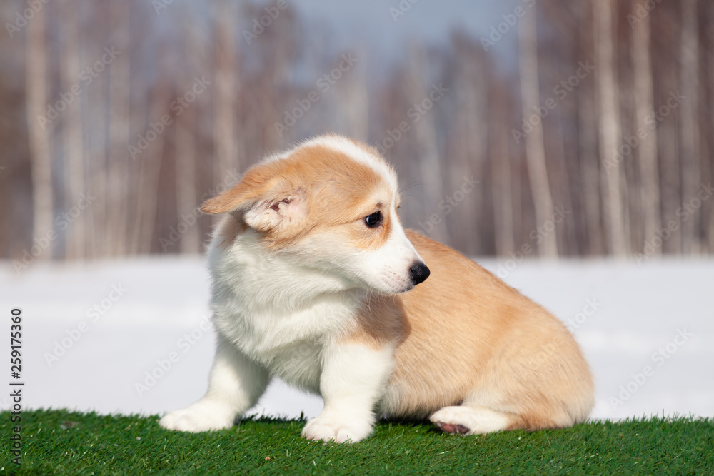 Cute red welsh corgi pembroke puppy on the grass, walk outdoor, having fun in white snow park, winter forest, run through the snow. Concept purebred dog, champions, exhibitors, puppies for sale Cute red welsh corgi pembroke puppy on the grass, walk outdoor, having fun in white snow park, winter forest, run through the snow. Concept purebred dog, champions, exhibitors, puppies for sale