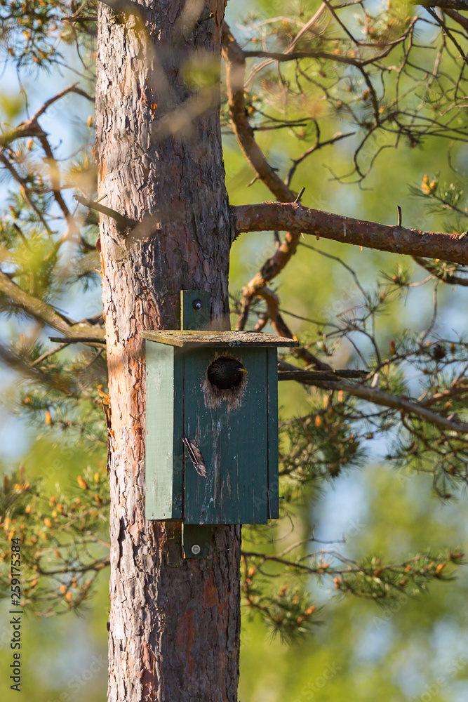 Starling at a neasting box Starling at a neasting box