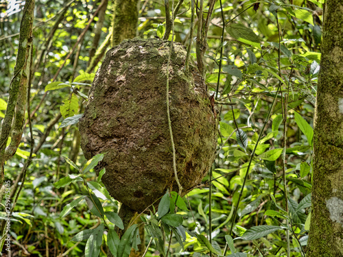 Tree termite mound on tree branch in rain forest, Belize