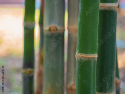  Close Up  Bamboo forest.