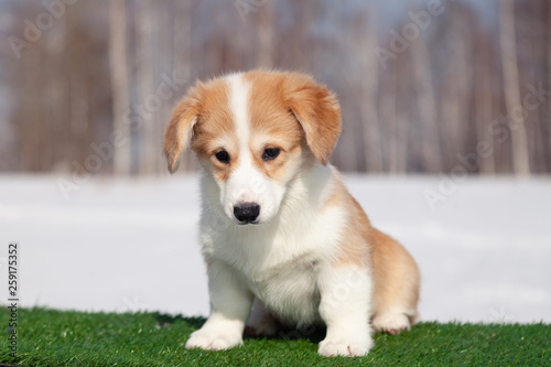 Cute red welsh corgi pembroke puppy on the grass, walk outdoor, having fun in white snow park, winter forest, run through the snow. Concept purebred dog, champions, exhibitors, puppies for sale