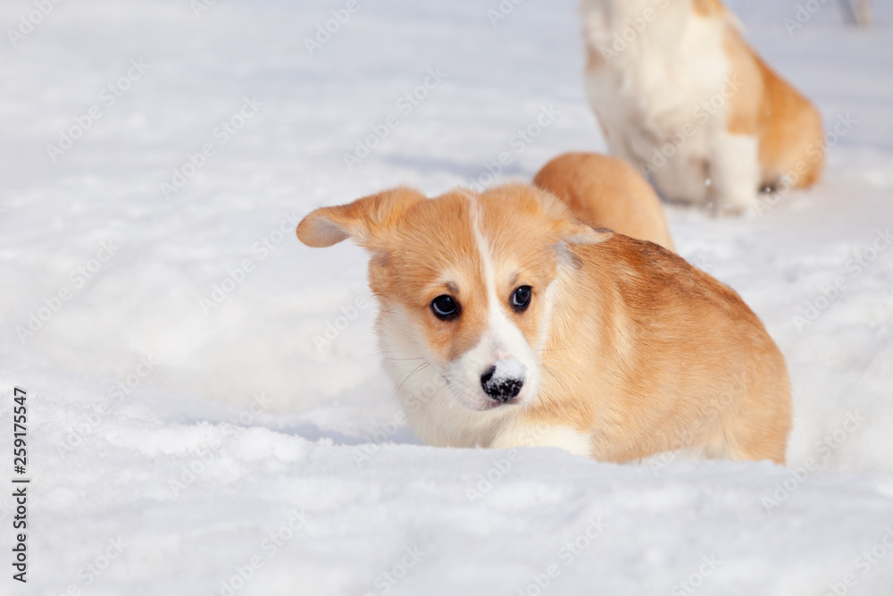 Many cute red breed welsh corgi pembroke puppy family walk outdoor, run, having fun in white snow park, winter forest. Concept purebred dog, champions for sale, lost cur, castration, sterilization Many cute red breed welsh corgi pembroke puppy family walk outdoor, run, having fun in white snow park, winter forest. Concept purebred dog, champions for sale, lost cur, castration, sterilization