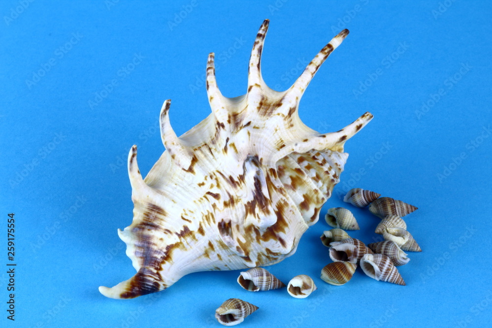 Obraz premium Sea shell on a blue background.