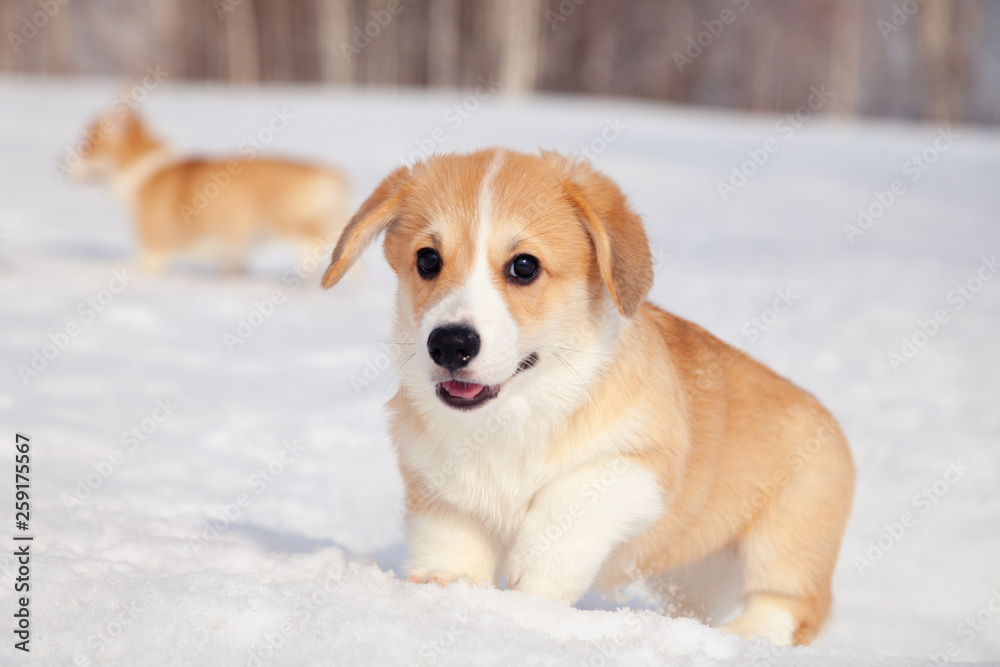 Many cute red breed welsh corgi pembroke puppy family walk outdoor, run, having fun in white snow park, winter forest. Concept purebred dogs, champions for sale, lost cur, castration, sterilization Many cute red breed welsh corgi pembroke puppy family walk outdoor, run, having fun in white snow park, winter forest. Concept purebred dogs, champions for sale, lost cur, castration, sterilization