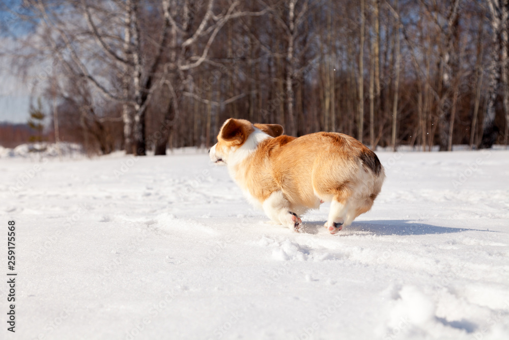 Puppy of funny red welsh corgi pembroke walk outdoor, run, having fun in white snow park, winter forest. Concept purebred dog, champions for sale, lost cur, castration, sterilization Puppy of funny red welsh corgi pembroke walk outdoor, run, having fun in white snow park, winter forest. Concept purebred dog, champions for sale, lost cur, castration, sterilization