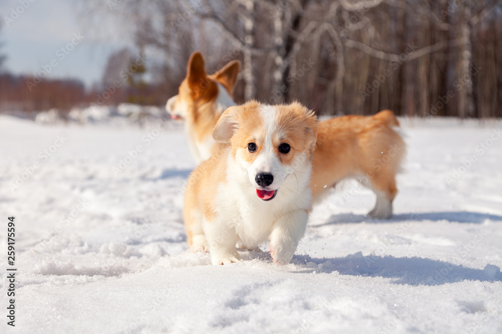 Family of red many breed welsh corgi pembroke puppy walk outdoor, run, having fun in white snow park, winter forest. Concept purebred dogs, champions for sale, lost cur, castration, sterilization Family of red many breed welsh corgi pembroke puppy walk outdoor, run, having fun in white snow park, winter forest. Concept purebred dogs, champions for sale, lost cur, castration, sterilization