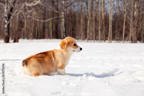 Puppy of funny red welsh corgi pembroke walk outdoor, run, having fun in white snow park, winter forest. Concept purebred dog, champions for sale, lost cur, castration, sterilization © Тимур Конев