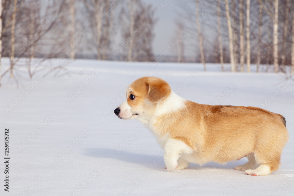 Puppy of funny red welsh corgi pembroke walk outdoor, run, having fun in white snow park, winter forest. Concept purebred dog, champions for sale, lost cur, castration, sterilization Puppy of funny red welsh corgi pembroke walk outdoor, run, having fun in white snow park, winter forest. Concept purebred dog, champions for sale, lost cur, castration, sterilization