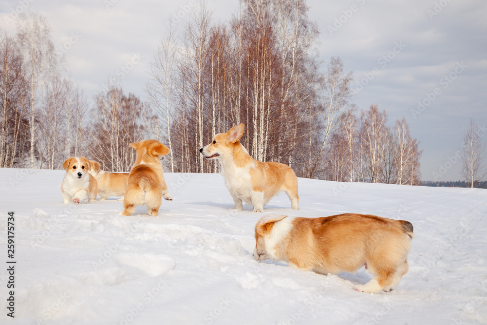 Naklejka premium Family of red many breed welsh corgi pembroke puppy walk outdoor, run, having fun in white snow park, winter forest. Concept purebred dogs, champions for sale, lost cur, castration, sterilization