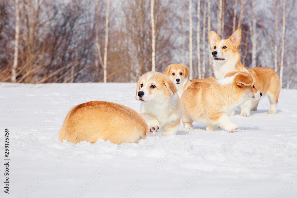 Family of red many breed welsh corgi pembroke puppy walk outdoor, run, having fun in white snow park, winter forest. Concept purebred dogs, champions for sale, lost cur, castration, sterilization