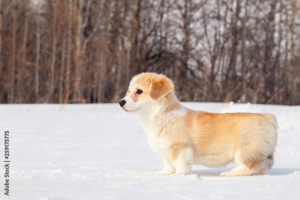 Cute red puppy welsh corgi pembroke walk outdoor, run, having fun in white snow park, winter forest. Concept purebred dog, champions for sale, lost cur, castration, sterilization