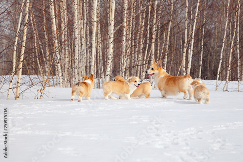 Family of red many breed welsh corgi pembroke puppy walk outdoor, run, having fun in white snow park, winter forest. Concept purebred dogs, champions for sale, lost cur, castration, sterilization © Тимур Конев