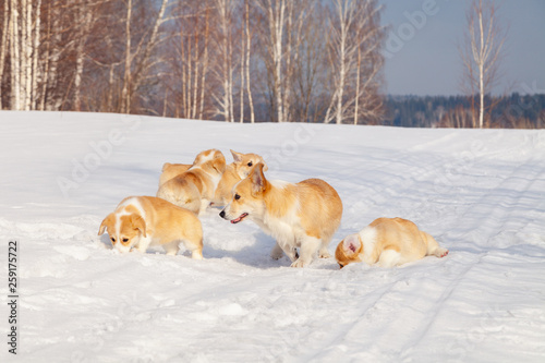 Family of red many breed welsh corgi pembroke puppy walk outdoor, run, having fun in white snow park, winter forest. Concept purebred dogs, champions for sale, lost cur, castration, sterilization © Тимур Конев