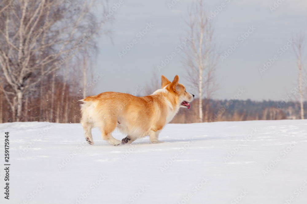 Adult red welsh corgi pembroke walk outdoor, run, having fun in white snow park, winter forest. Concept purebred dog, champions for sale, lost cur, castration, sterilization Adult red welsh corgi pembroke walk outdoor, run, having fun in white snow park, winter forest. Concept purebred dog, champions for sale, lost cur, castration, sterilization