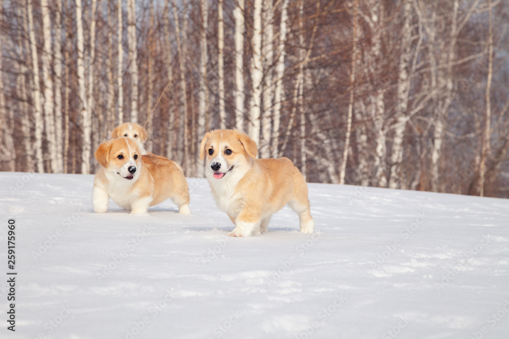 Many cute red breed welsh corgi pembroke puppy family walk outdoor, run, having fun in white snow park, winter forest. Concept purebred dogs, champions for sale, lost cur, castration, sterilization