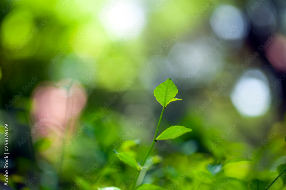 green leaves and branch on blurred background, beauty in nature for design with space to fill any thing green leaves and branch on blurred background, beauty in nature for design with space to fill any thing