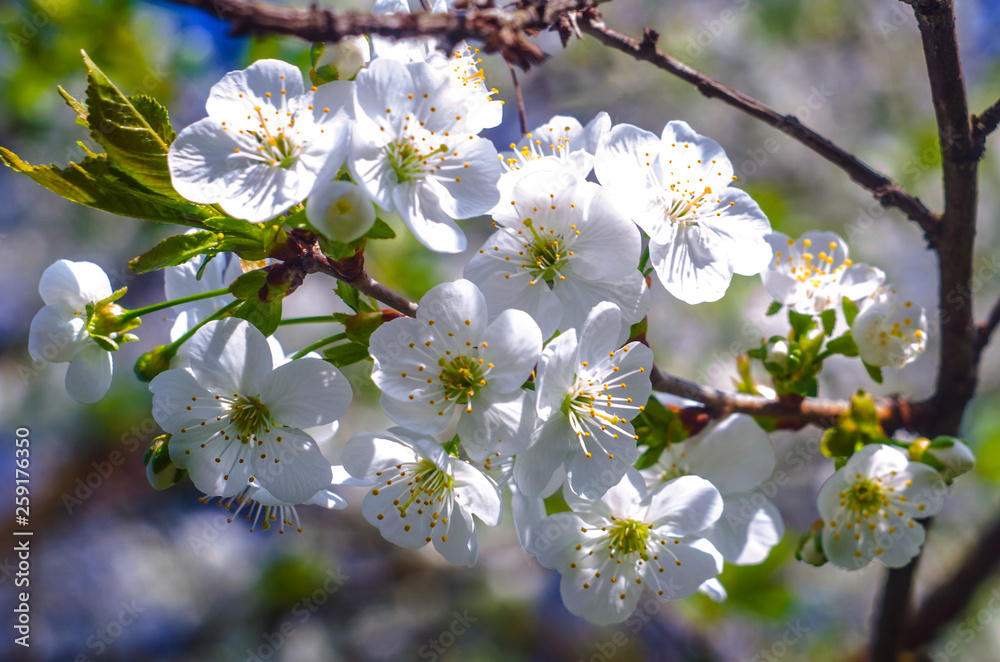 Obraz premium сherry blossoms, spring bloom