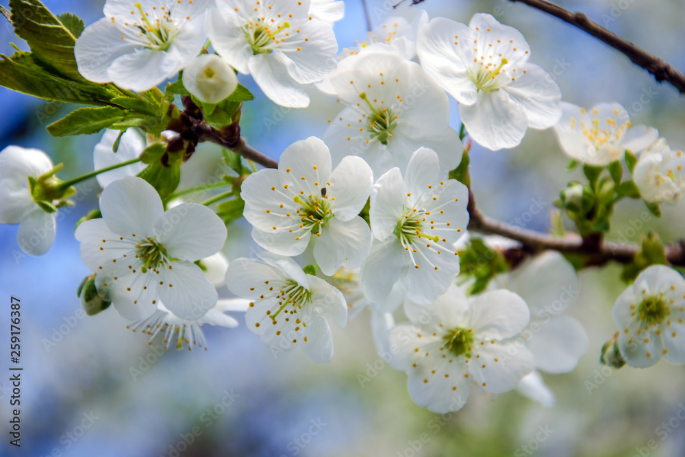 сherry blossoms, spring bloom