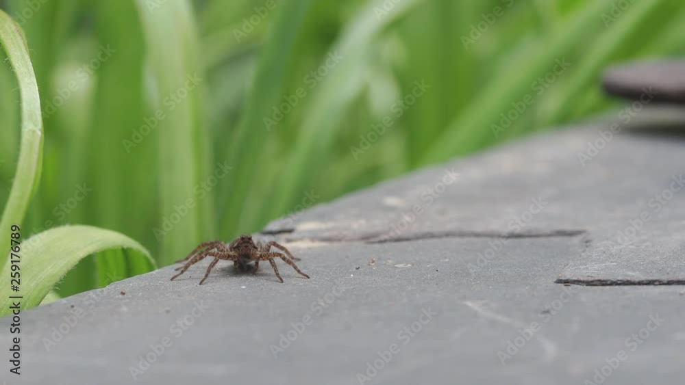 A Small Wolf Spider on Slate Stone, Pardose sp A Small Wolf Spider on Slate Stone, Pardose sp
