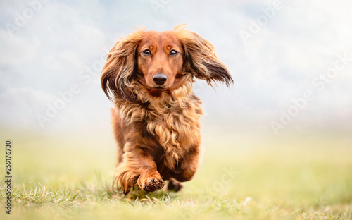Canvas Print Portrait of a dog