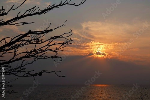 Ray of sunlight in summer time with the clouds, the sea and the big branch of tree. Nature background concept.