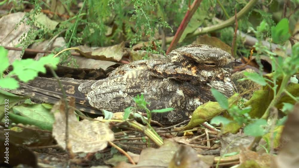 The common nightjar (Caprimulgus europaeus) is a night bird from the