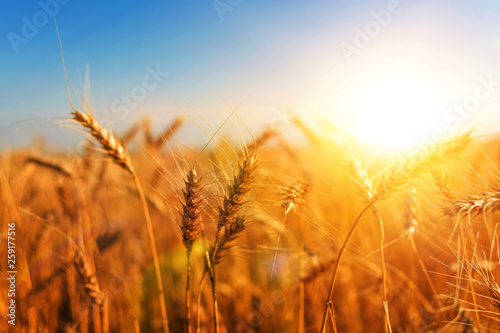 wheat harvest. field of wheat ears. agribiton