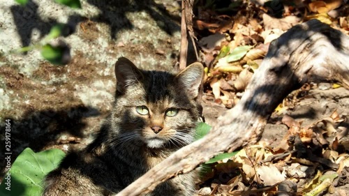 European Wild Cat (Felis silvestris) watching the camera