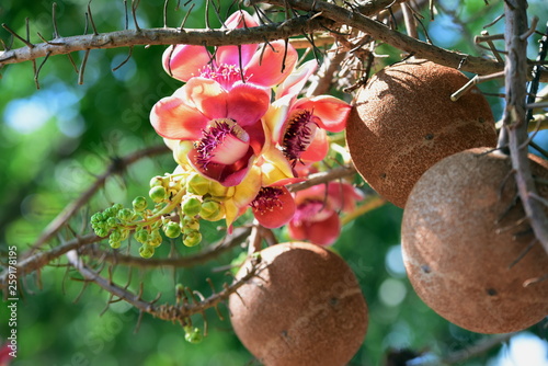 Flowers in the garden. Salanga flowers, flowers from the tree that the Lord Buddha has enlightened under the Sala tree, Sala, Salah, flowers in the temple. photo