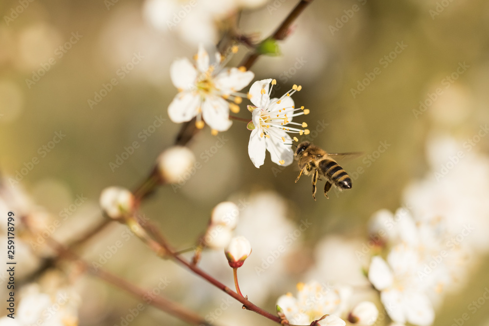branch with cherry blossoms in detail and blurred background and a honey bee flying branch with cherry blossoms in detail and blurred background and a honey bee flying
