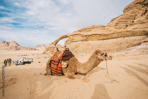 Obraz na płótnie Camel lying in desert in the background of tourists. w salonie
