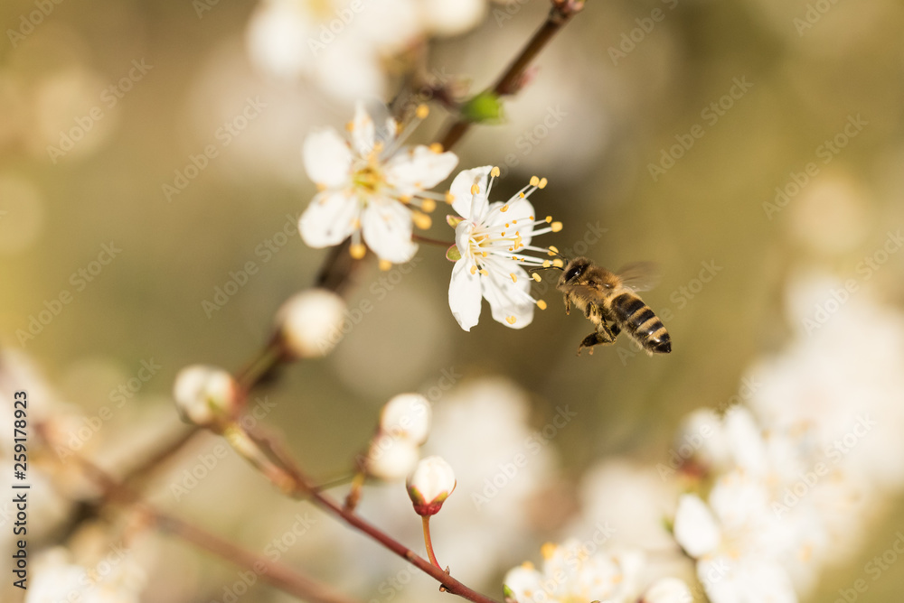 branch with cherry blossoms in detail and blurred background and a honey bee flying