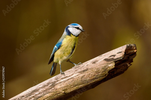 One cute blue tit bird standing on a branch in nature - Parus caeruleus