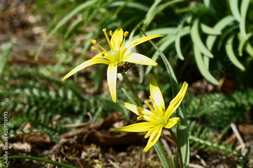 Wallpaper Mural Zloć łąkowa Torontodigital.ca
