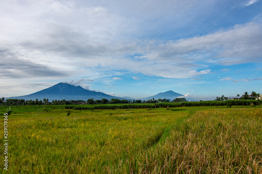 View of farmers planting rice in the morning Jawa Indonesia  3 april 2019