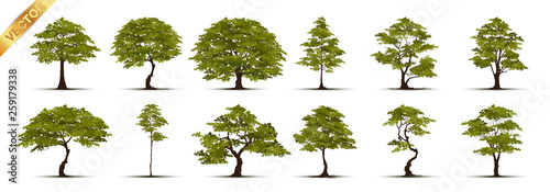 Trees Isolated on White Background