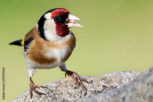 Close-up of a goldfinch eating bird food on a rock (Carduelis carduelis) 