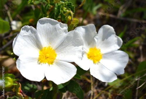 Cistus Rock rose plant