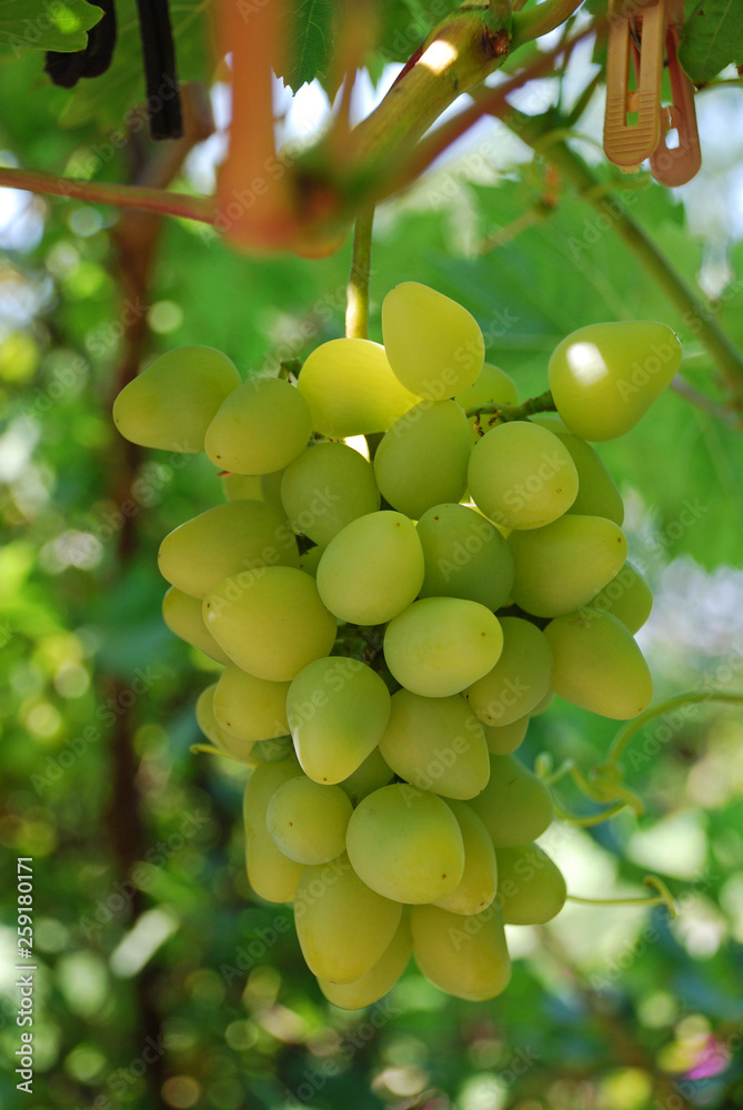 Ripe tasty white grapes grow on branches. Ripe tasty white grapes grow on branches.