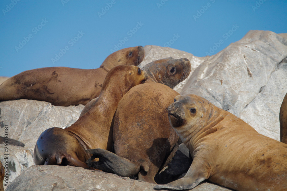 Fototapeta premium Argentinian seals 