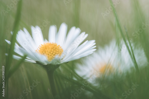 daisy flower and grass and another daisy in the background blurred