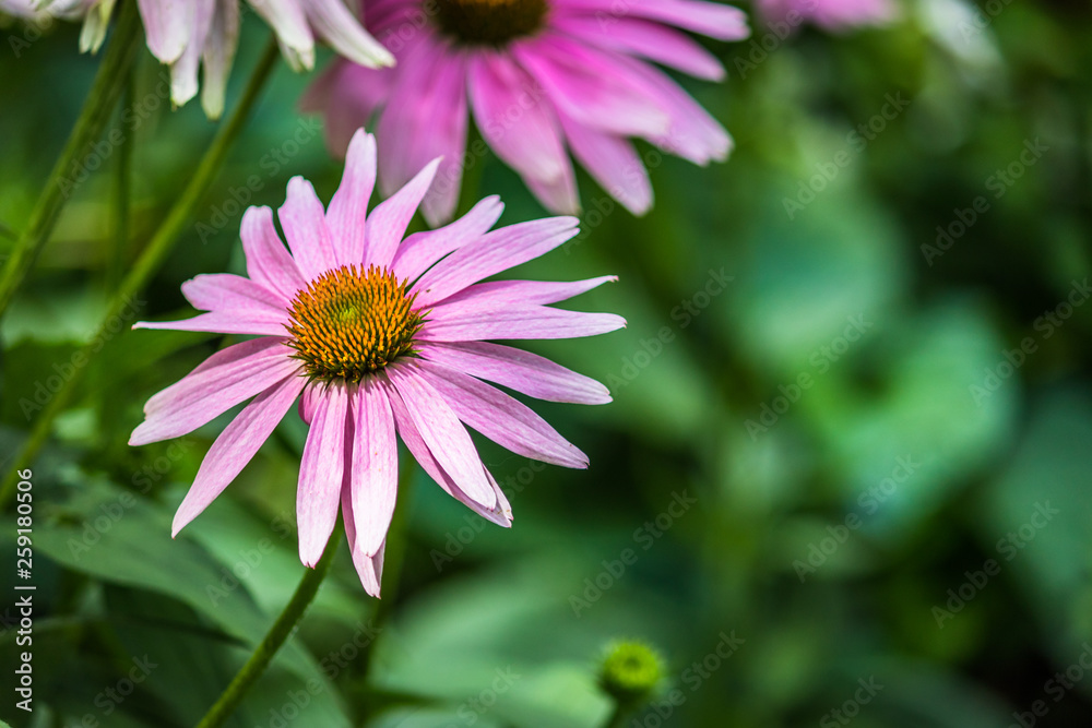 flower in the garden flower in the garden
