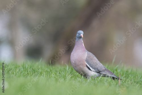 common wood pigeon on green grass looking at the photographer © D. Jakli