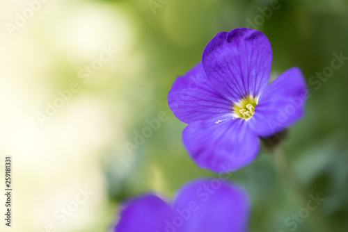 macro of a lilacbush with blurred background