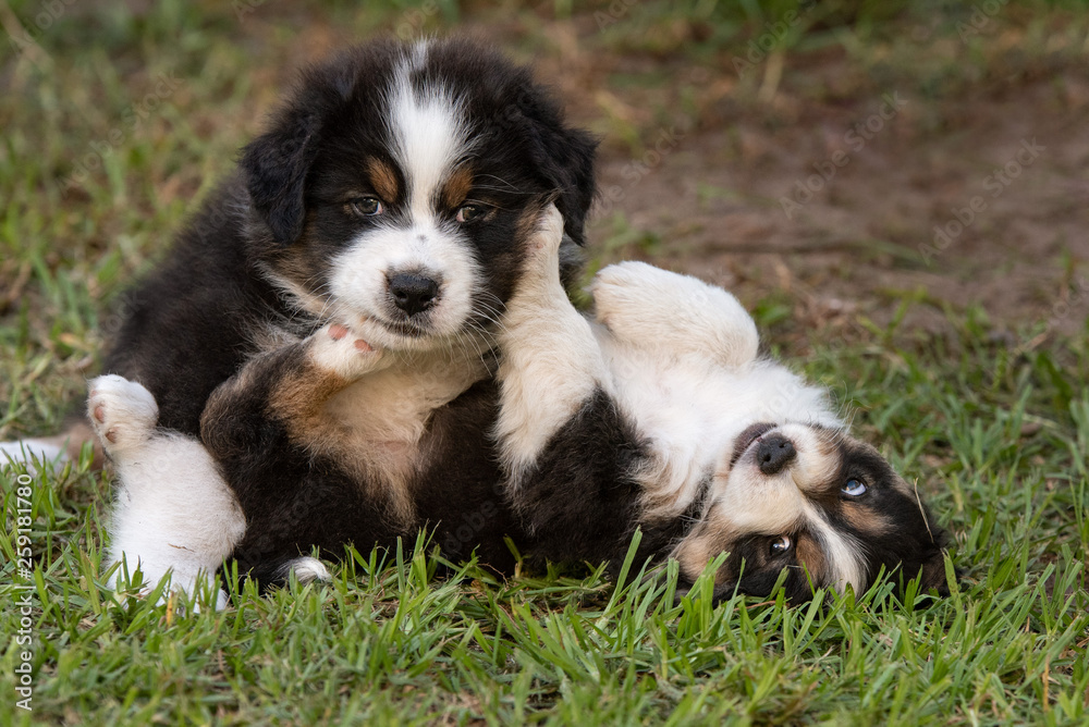 Two Australian Shepherd puppies playing on the grass