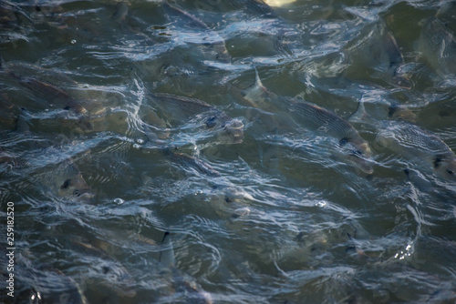 Cardume de peixe à superficie no mar photo