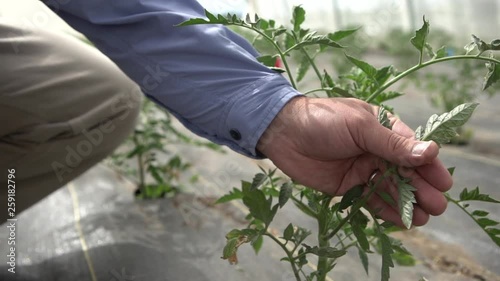 Farmer Hand Inspecting Baby Tomato Plant Agriculture photo