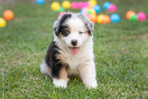 Australian Shepherd puppy dog sitting on green grass with colored balls in the background © Jackie
